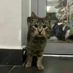 Kot do adopcji, Olsztyn, 10 grudnia 2025