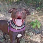 Pies do adopcji, Korabiewice, 28 grudnia 2025