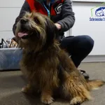 Znaleziono psa, Szczecin, 29 grudnia 2025