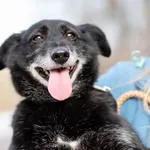 Oddam psa, Elbląg, 30 grudnia 2025