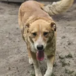 Pies do adopcji, Zgierz, 18 kwietnia 2025