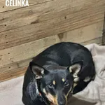 Pies do adopcji, Rytlów, 30 grudnia 2025