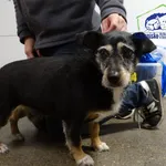 Znaleziono psa, Szczecin, 29 grudnia 2025