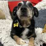 Znaleziono psa, Szczecin, 29 grudnia 2025