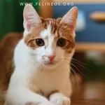 Kot do adopcji, Rzeszów, 30 grudnia 2025