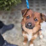 Pies do adopcji, Radom, 29 grudnia 2025