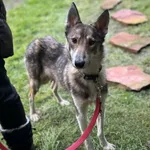 Pies do adopcji, Rytlów, 30 grudnia 2025