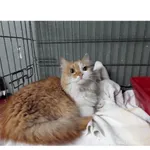 Znaleziono kota, Białystok, 4 października 2025