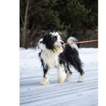 Znaleziono psa, Białystok, 3 grudnia 2025