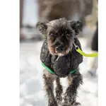 Znaleziono psa, Białystok, 19 listopada 2025