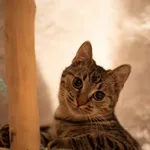 Kot do adopcji, Piła, 22 września 2025