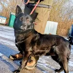 Znaleziono psa, Pieckowo, 30 grudnia 2025