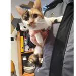 Znaleziono kota, Białystok, 31 grudnia 2025