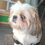 Znaleziono psa, Olsztyn, 31 grudnia 2025