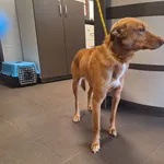 Znaleziono psa, Bydgoszcz, 30 grudnia 2025