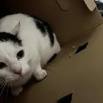 Kocurek poz. 25/942/K