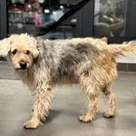 Znaleziono psa, Bydgoszcz, 30 grudnia 2025