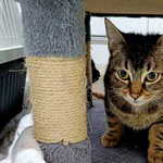 Znaleziono kota, Wałbrzych, 26 grudnia 2025