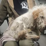 Znaleziono psa, Bydgoszcz, 18 grudnia 2025