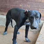 Znaleziono psa, Olsztyn, 21 grudnia 2025