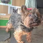 Znaleziono psa, Olsztyn, 31 grudnia 2025