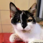 Kot do adopcji, Gdynia, 30 grudnia 2025