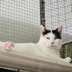 Kot do adopcji, Sosnowiec, 14 sierpnia 2025