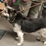 Pies odnaleziony w dniu 25.12.2025 r. przy ul. Rekreacyjnej.