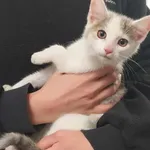 Znaleziono kota, Toruń, 31 grudnia 2025