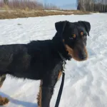 Pies do adopcji, Ropczyce, 30 grudnia 2025