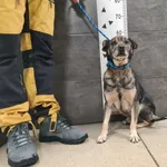 Pies do adopcji, Chełmek, 26 listopada 2025