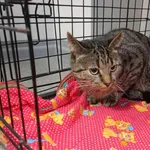 Kocurek poz. 25/944/K