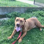 Zaginął pies, Gołotczyzna, 1 stycznia 2026