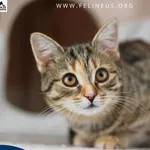 Kot do adopcji, Chmielnik, 1 stycznia 2026