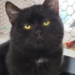 Kot do adopcji, Piła, 18 września 2025