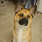 Zaginął pies, Łódź, 1 stycznia 2026