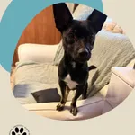 Znaleziono psa, Dąbrówka, 31 grudnia 2025