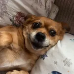 Zaginął pies, Zebrzydowice, 1 stycznia 2026