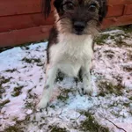 Znaleziono psa, Czartki, 2 stycznia 2026