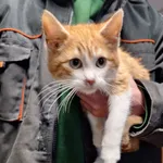 Kot do adopcji, Orzechowce, 2 stycznia 2026