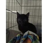 Znaleziono kota, Białystok, 1 grudnia 2025