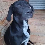 Pies do adopcji, Orzechowce, 2 stycznia 2026