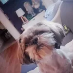 Zaginął pies, Kobylin, 2 stycznia 2026