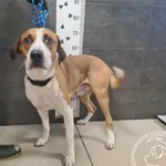 Znaleziono psa, Chełmek, 1 stycznia 2026