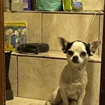 Zaginął pies, Łódź, 2 stycznia 2026