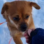 Pies do adopcji, Milanówek, 3 stycznia 2026