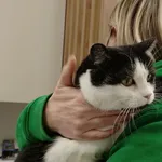 Znaleziono kota, Lublin, 30 grudnia 2025