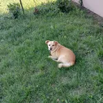 Zaginął pies, Sterławki Wielkie, 2 stycznia 2026