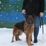 Pies do adopcji, Nowy Dwór Mazowiecki, 2 stycznia 2026