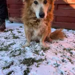 Znaleziono psa, Czartki, 2 stycznia 2026